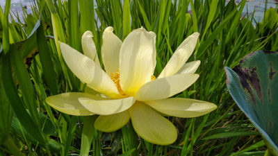 American_lotus_Nelumbo_lutea-Piney_Z_Lake-Tallahassee_FL-June-Kristan_D_Godbeer(c)2023 (2)